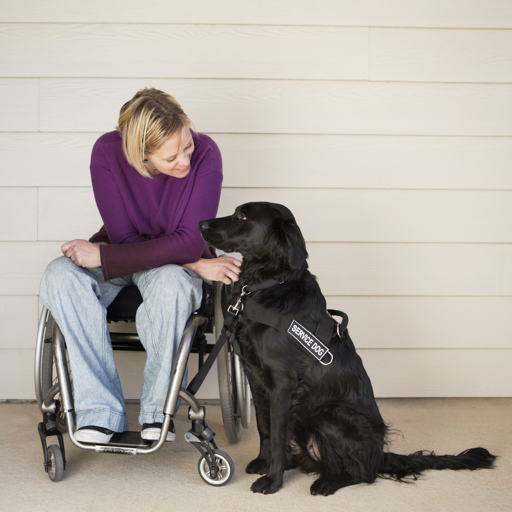 a woman in a wheelchair stroking her black labrador service dog