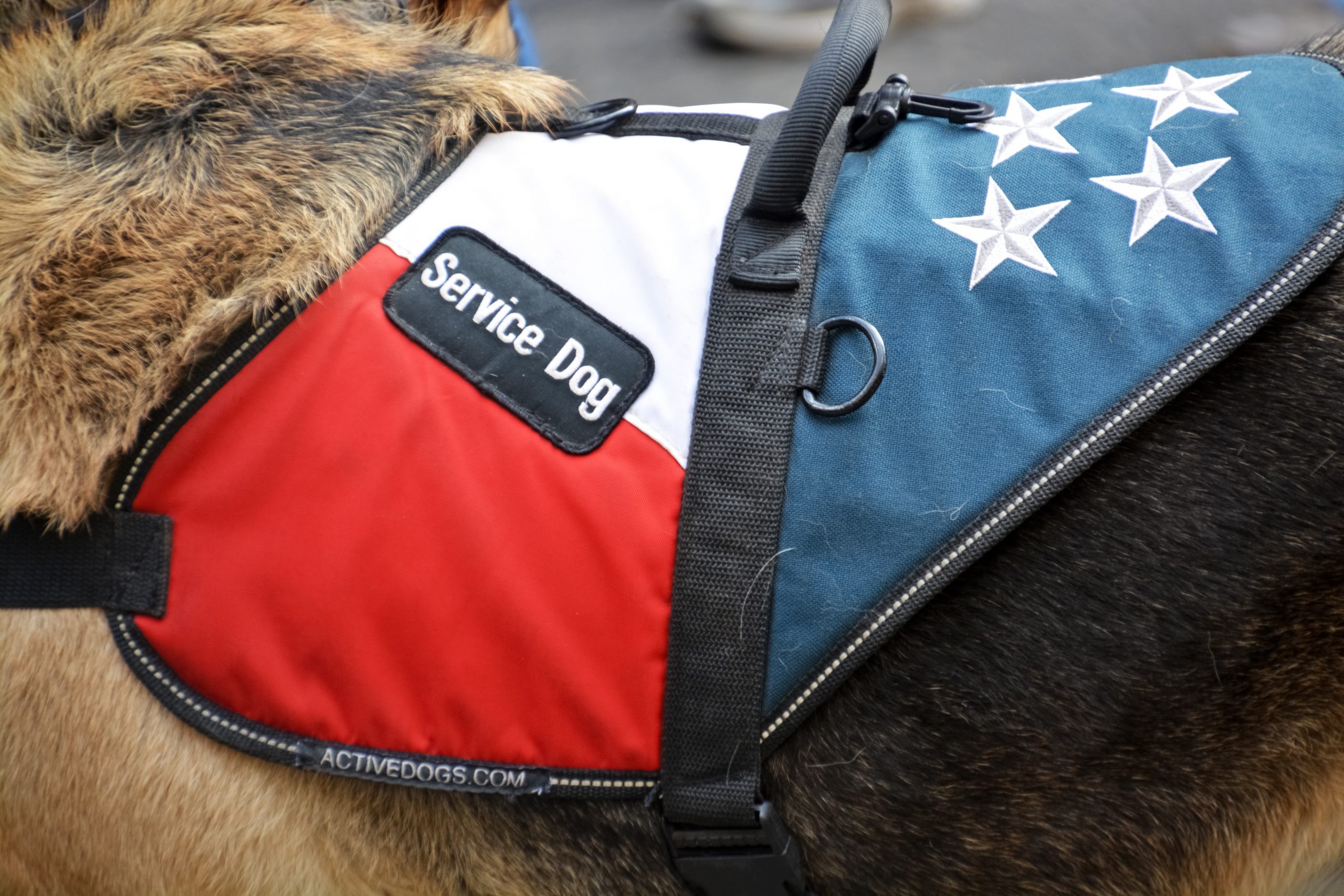 Service dog being used by veteran.