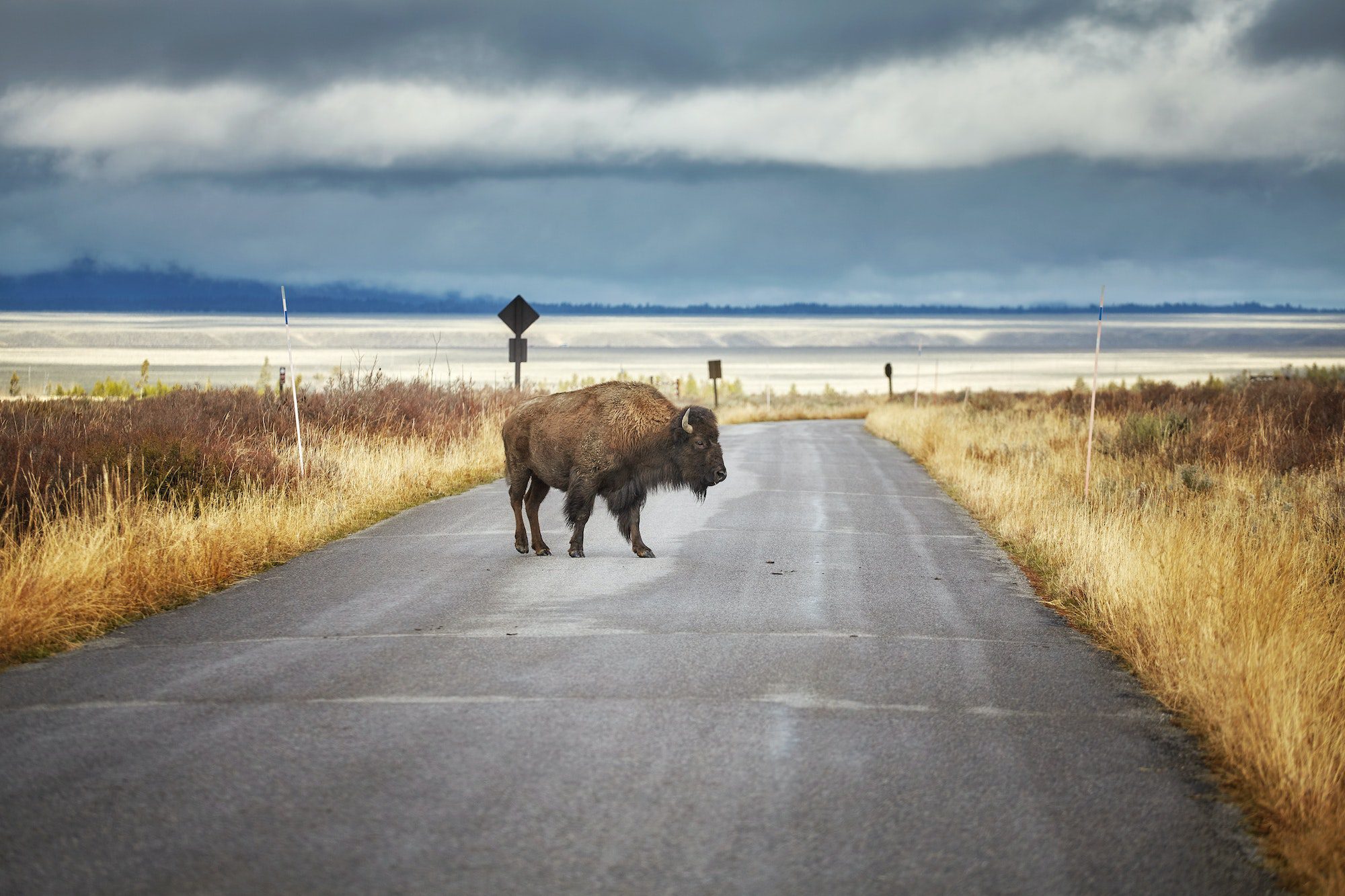 Bison on road in Grand Teton National Park, Wyoming, USA.